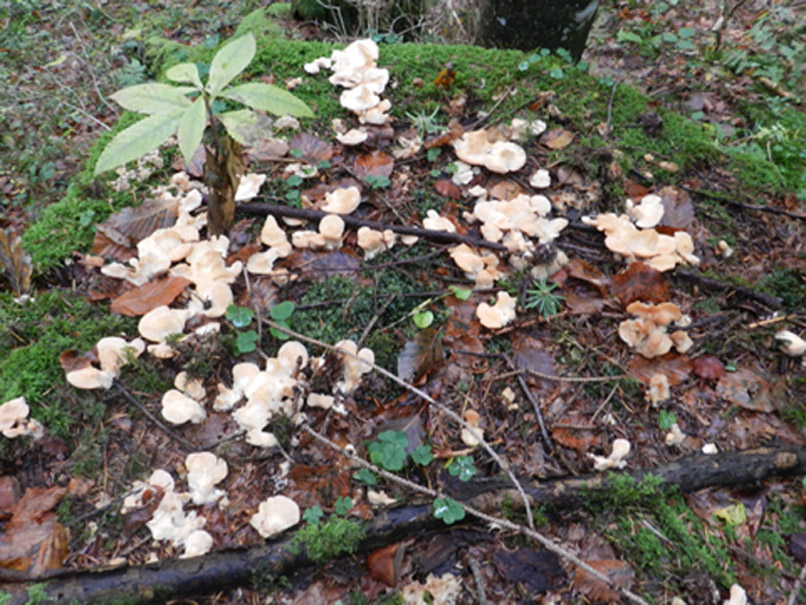 ritrovamenti del 27 ottobre bosco misto prevalenza larice